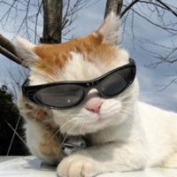 猫戴墨镜非常酷微信头像图片